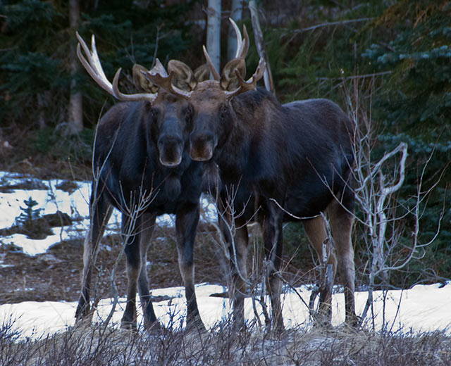 coupla moose